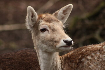 Fallow deer, europe, Amsterdam, Wildlife,  © Tobiasz