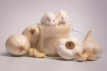 Albino mice with garlic and rice