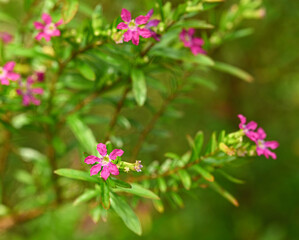 Beautiful close-up of cuphea hyssopifolia