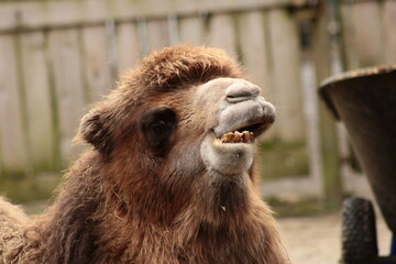 Bactrian Camel, Asia, Mongolia, Zittau Zoo © Tobiasz
