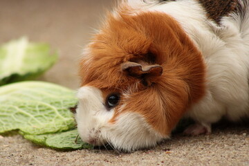 Guinea pig, Zittau Zoo, Tierpark, South America  © Tobiasz