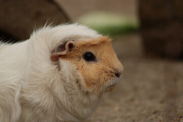 Guinea pig, Zittau Zoo, Tierpark, South America  © Tobiasz