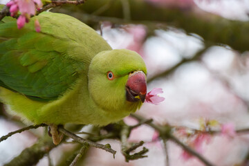 A ring-necked parakeet, also known as rose-ringed parakeet, munches on the flowers of a pink cherry blossom tree in a park in UK.