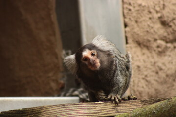 Common marmoset, Zittau Tierpark, Zoo, South America © Tobiasz