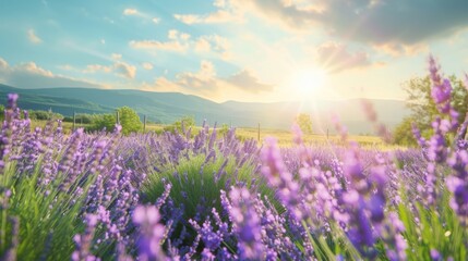 Fototapeta premium Sun drenched meadow surrounded by blooming lavender fields in full bloom