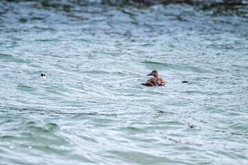 Common Eiders family training their ducklings on the Atlantic Ocean