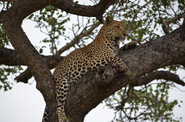 Leopard at Sabi Sabi game reserve, South Africa 
