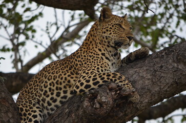 Leopard at Sabi Sabi game reserve, South Africa
