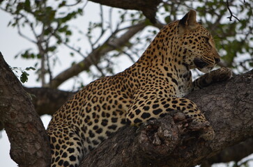 Leopard at Sabi Sabi game reserve, South Africa