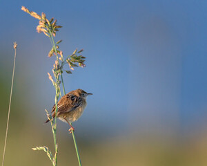 Cisticola buitron.Cisticola juncidis.Zitting Cisticola perched in a grass against a blue out of focus background