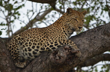 Naklejka premium Leopard at Sabi Sabi game reserve, South Africa