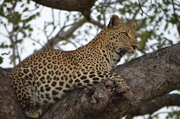 Leopard at Sabi Sabi game reserve, South Africa