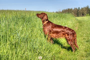 A beautiful, shiny Irish Setter hunting dog stands before a spring meadow and has picked up the...