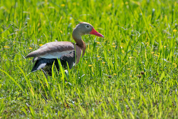 Female Black Bellied Whistling Duck Resting While Foraging for Food