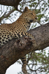 Leopard at Sabi Sabi game reserve, South Africa
