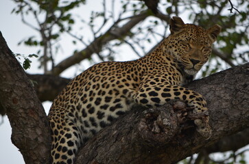 Fototapeta premium Leopard at Sabi Sabi game reserve, South Africa