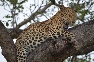 Leopard at Sabi Sabi game reserve, South Africa