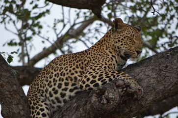 Naklejka premium Leopard at Sabi Sabi game reserve, South Africa