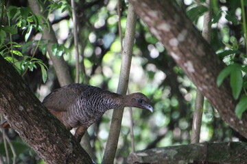 Fototapeta premium ave aracuã escamoso - Ortalis squamata