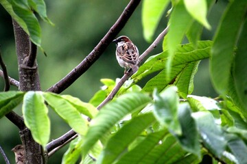 ave pardal - Passer domesticus