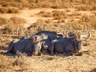 Group, wildebeest and rest in safari nature, savannah and natural habitat for survival. Grassland, movement and animal with horns, wildlife and peaceful or relax by outdoor environment and landscape
