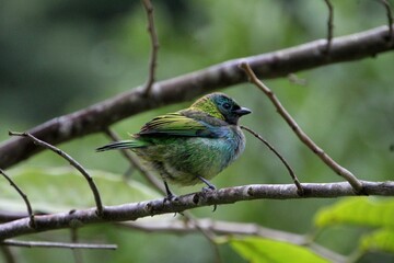 ave  saíra sete cores - Tangara seledon