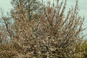 a large old cherry tree blooming with white flowers