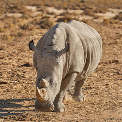 Obraz premium Conservation, endangered and rhino at safari in natural habitat of Africa for ecology or sustainability. Animal, environment and nature with rhinoceros outdoor on ground for indigenous wildlife