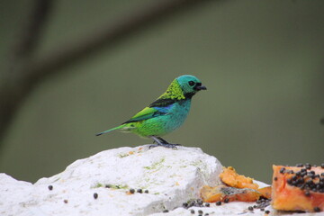 Obraz premium ave saíra sete cores - Tangara seledon