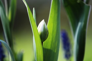 beautiful big green tulip bud with leaves close up on blurred background