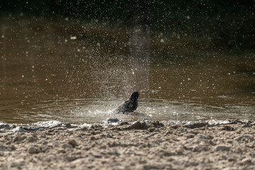 Fototapeta premium starling bird washing wash itself in the water