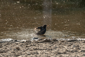 starling bird washing wash itself in the water