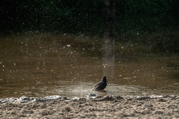 starling bird washing wash itself in the water