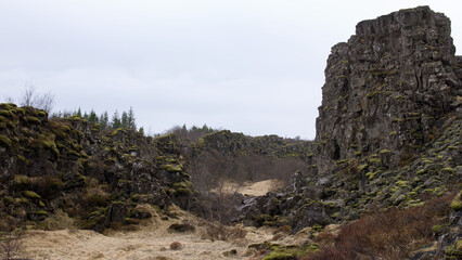 landscape with trees