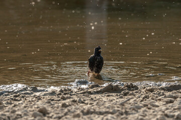 starling bird washing wash itself in the water