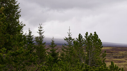 mist in the forest