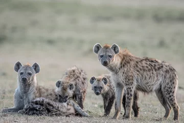 Verduisterende gordijnen spotted hyena with cubs © MATRISHVABHASKAR