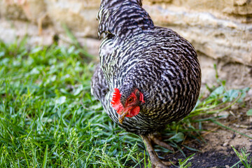 Chicken in Grass