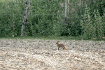 cute little bunny in the sand