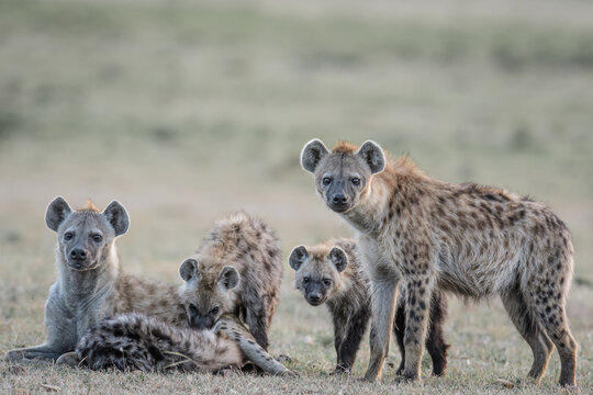 spotted hyena with cubs