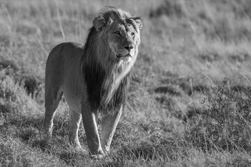 lion in the grass black and white