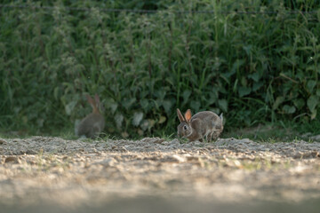 cute little bunny in the sand