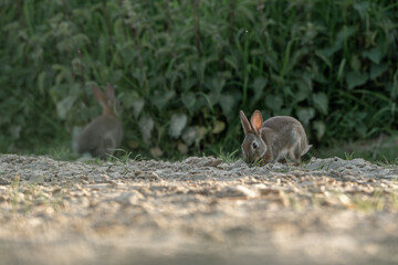 cute little bunny in the sand