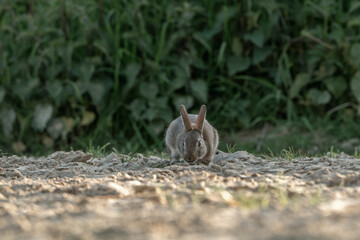 cute little bunny in the sand