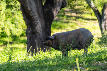 Herd of Iberian pigs, Sus scrofa domestica, Sierra Morena, Sierra Norte de Sevilla, province of Seville, Andalusia