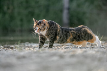 pretty calico cat kitty feline in the sand with beautiful sand being happy