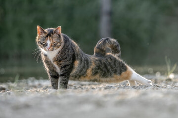 pretty calico cat kitty feline in the sand with beautiful sand being happy