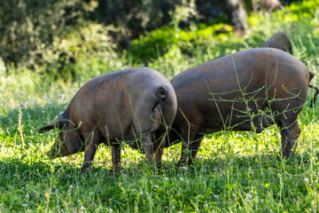 Herd of Iberian pigs, Sus scrofa domestica, Sierra Morena, Sierra Norte de Sevilla, province of...