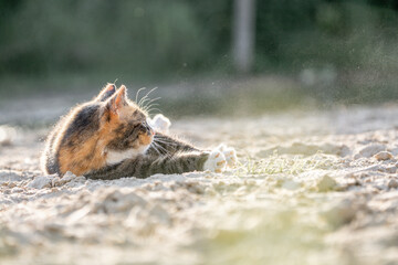 pretty calico cat kitty feline in the sand with beautiful sand being happy