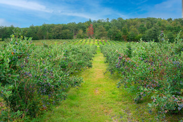 rows of blueberry bushes on a farm in the hills